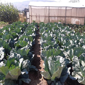 ETG donates harvest from demonstration farms in Tanzania