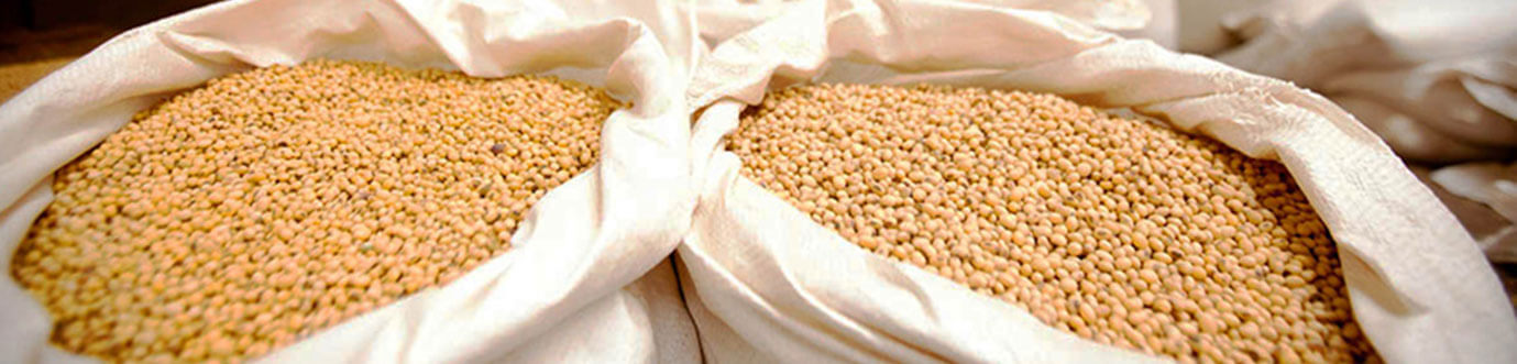 Soybean – a protein rich history