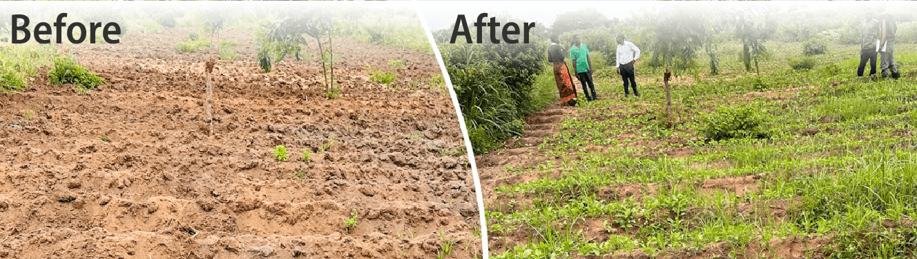 Creating Positive Impact through the Virtuous Farming Project in Malawi