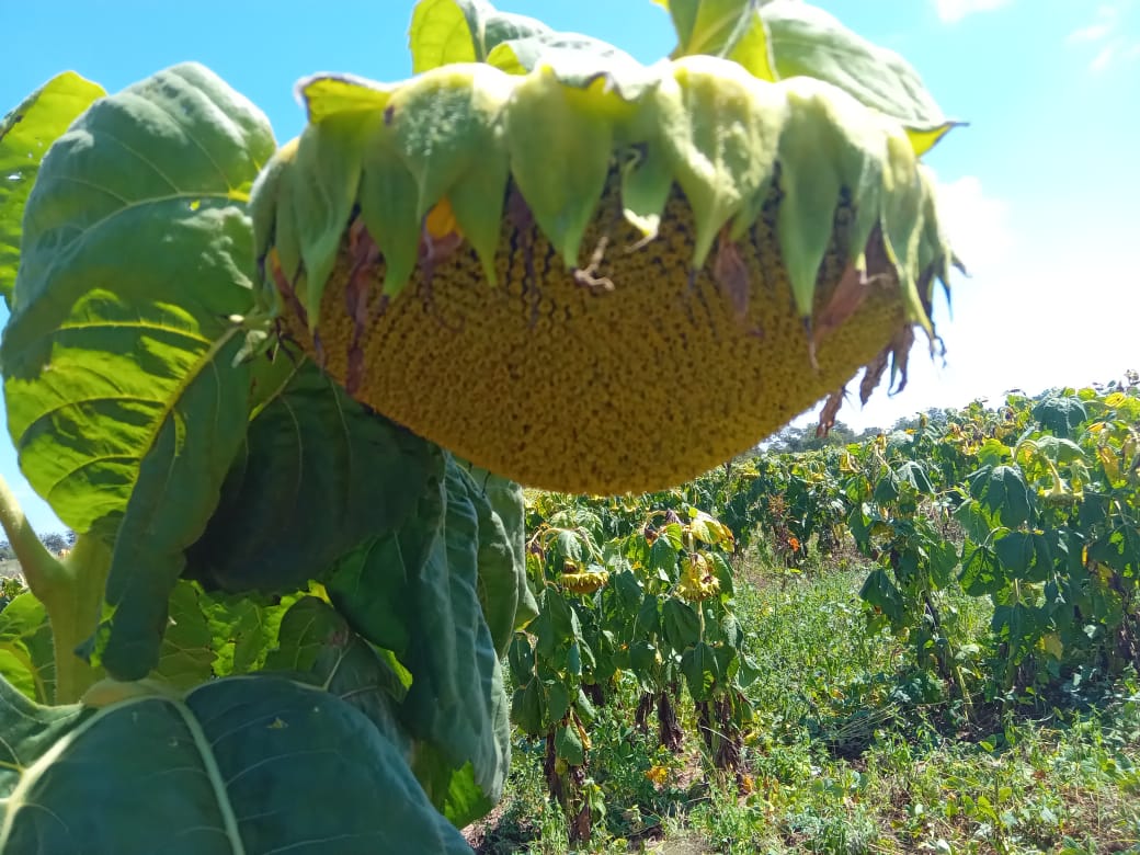 Sunflower Project at ZimGold Oil Industries' Development Initiative